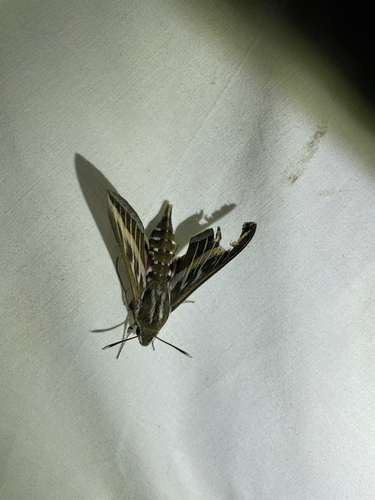 Striped Hawkmoth