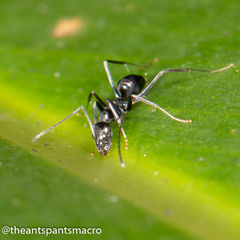 Leptomyrmex burwelli