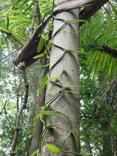 Leafy Vanilla (Vanilla phaeantha)
