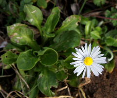 Bellis perennis