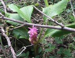 Curcuma petiolata