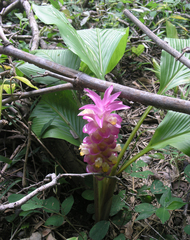 Curcuma petiolata