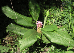 Curcuma petiolata