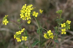 Brassica rapa