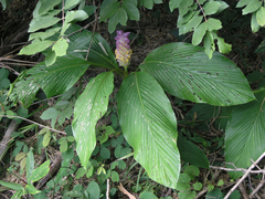 Curcuma petiolata