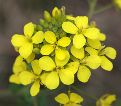 Brassica rapa