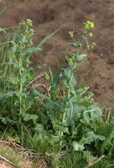 Brassica rapa