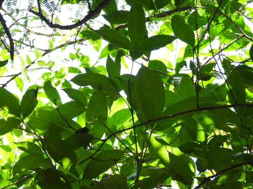 Melicope lunu-ankenda observed 2026-04-08