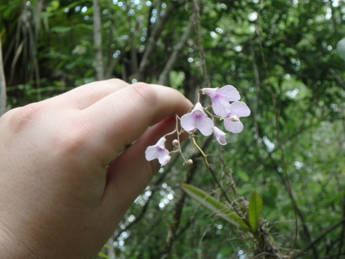 Delicate Violet Orchid (Ionopsis utricularioides)