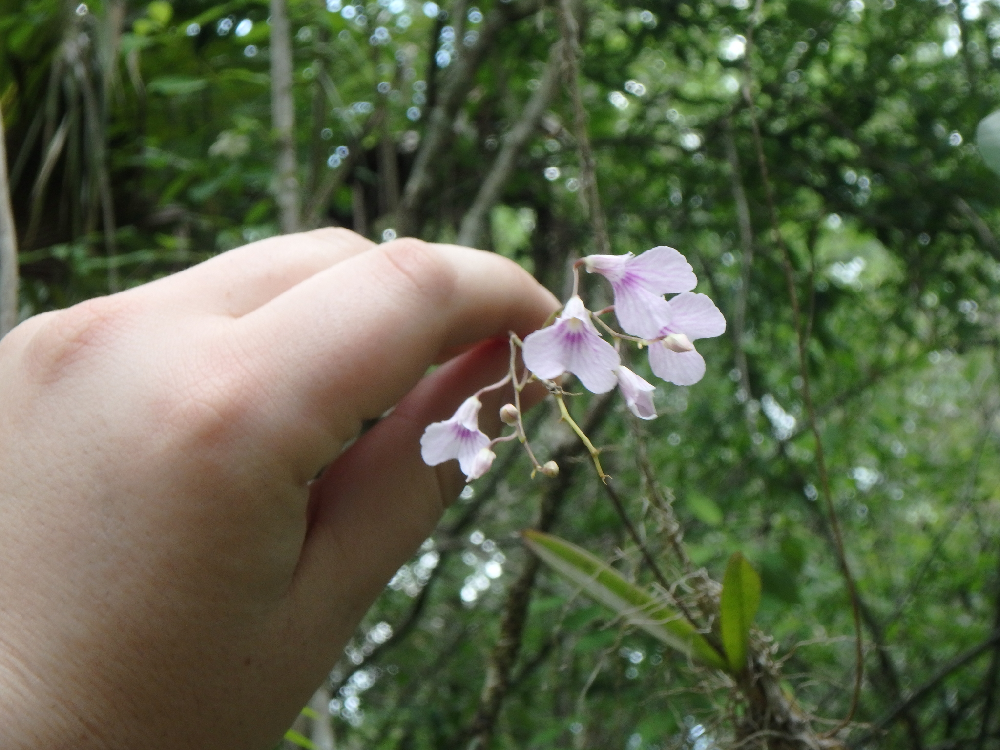 Delicate Violet Orchid (Ionopsis utricularioides)