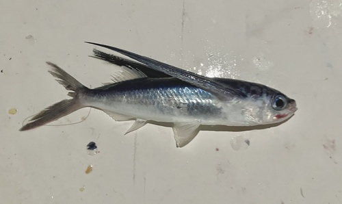 Humpback flyingfish (Exocoetus gibbosus) — Exocoetidae
