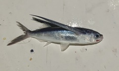 Oceanic Flyingfish photo 2
