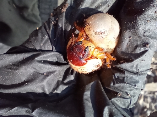 Oryctes nasicornis polonicus