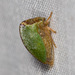 Amastris punctata - Photo (c) Stephen Cresswell, some rights reserved (CC BY-NC-ND), uploaded by Stephen Cresswell