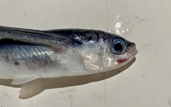 Oceanic Flyingfish photo 3