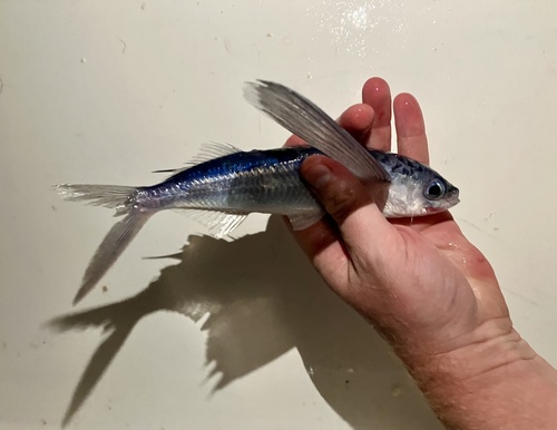 Humpback flyingfish (Exocoetus gibbosus) — Exocoetidae — 2