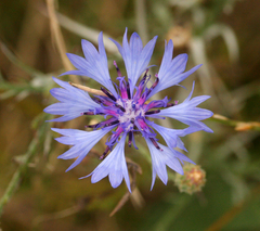Centaurea cyanus