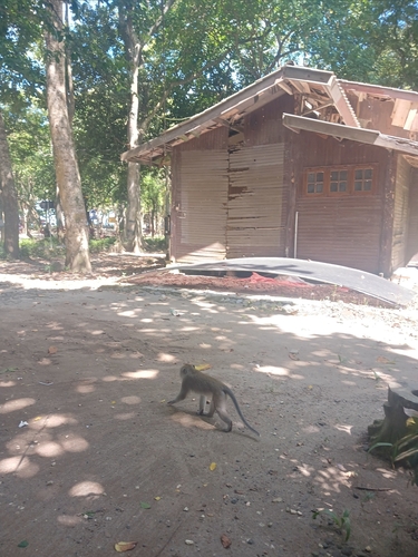 Long-tailed Macaque
