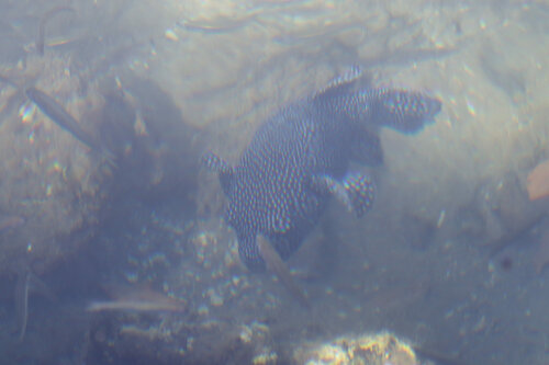 Arothron meleagris