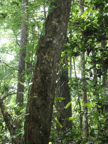 Vanilla phaeantha