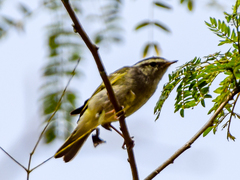 Phylloscopus maculipennis