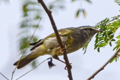 Phylloscopus maculipennis