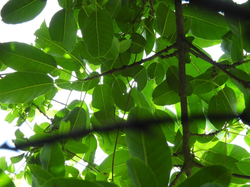 Ficus tsjakela observed 2026-04-08
