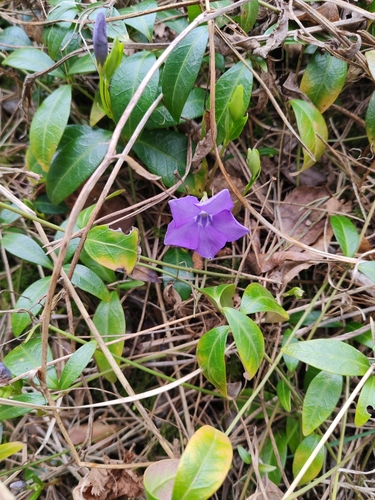 lesser periwinkle