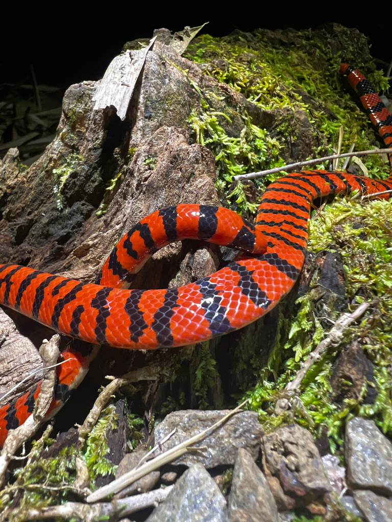 Aniliidae