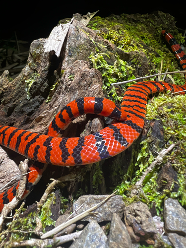 False Coral Snake