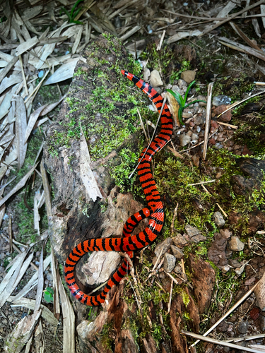 False Coral Snake