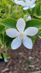 Wrightia antidysenterica