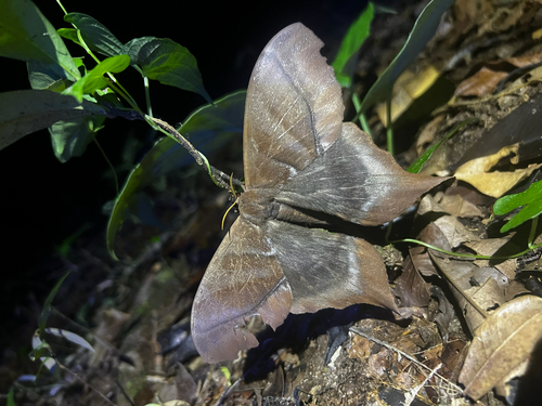 Paradaemonia vanschaycki