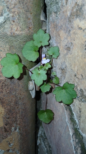 Ivy-leaved toadflax