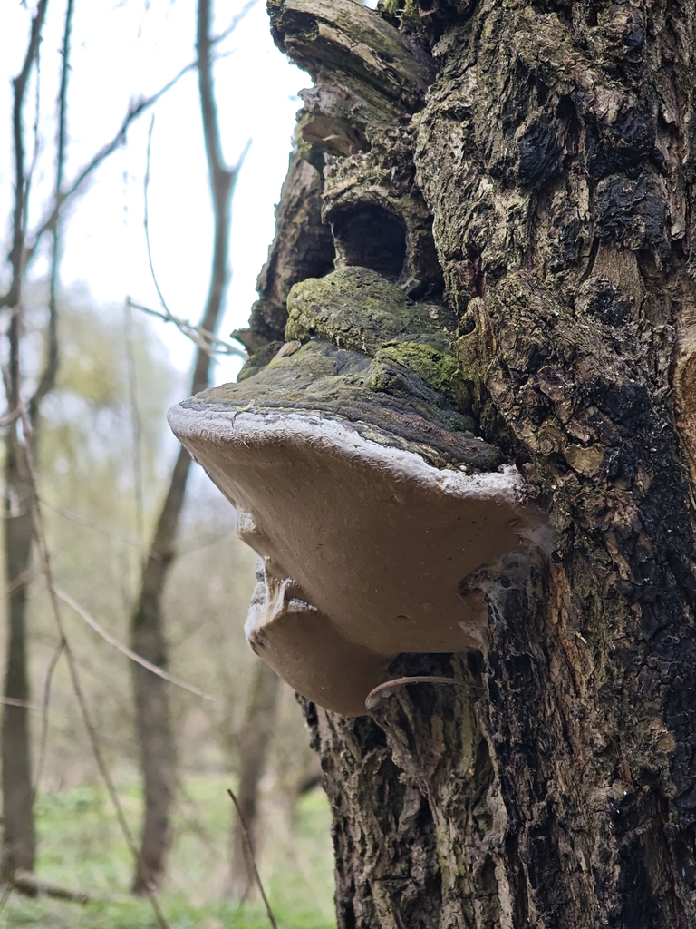 Phellinus igniarius · April 2026 · photo: © igor117 (iNaturalist, cc-by)