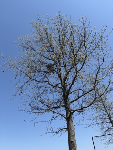 Taxillus yadoriki iNat (1)