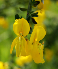 Cytisus scoparius
