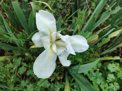 Cemetery Iris (Iris albicans)
