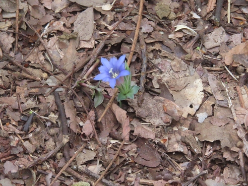 Zollinger’s gentian (Gentiana zollingeri)