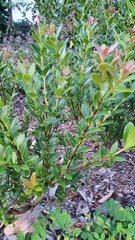 Syzygium buxifolium
