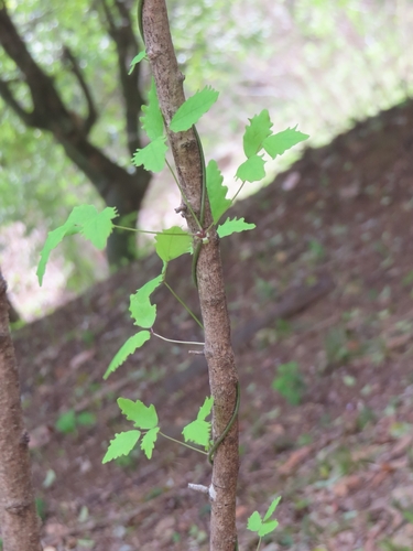 three-leaf akebia (Akebia trifoliata)