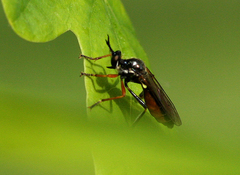 Dioctria rufipes