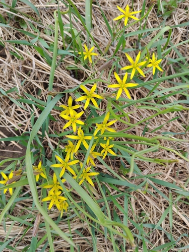 Meadow Gagea