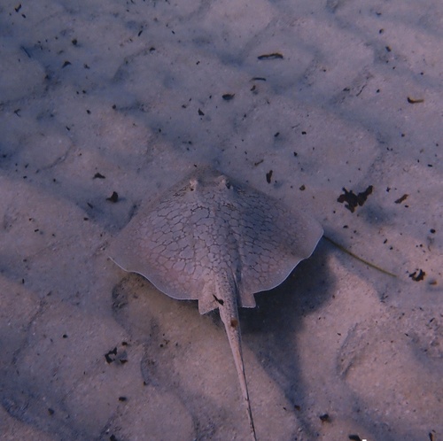 Brown-reticulate stingray (Neotrygon leylandi) — Dasyatidae — 5