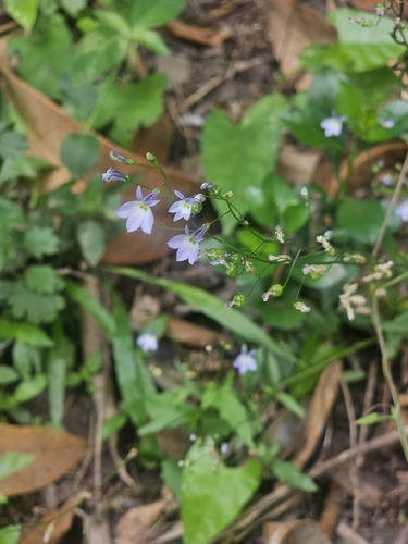 Lobelia berlandieri ssp. berlandieri