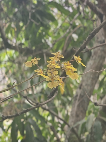 Trichocentrum biorbiculare, photograph 4