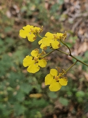 Trichocentrum biorbiculare, photograph Erick Vélez Sánchez, CC BY, iNaturalist via GBIF