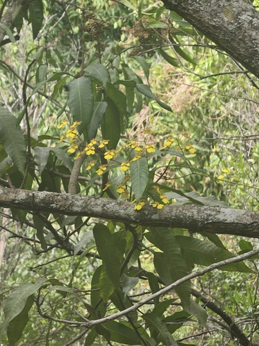 Trichocentrum biorbiculare, photograph 6