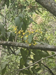Trichocentrum biorbiculare, photograph Erick Vélez Sánchez, CC BY, iNaturalist via GBIF