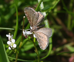 Eupithecia pygmaeata